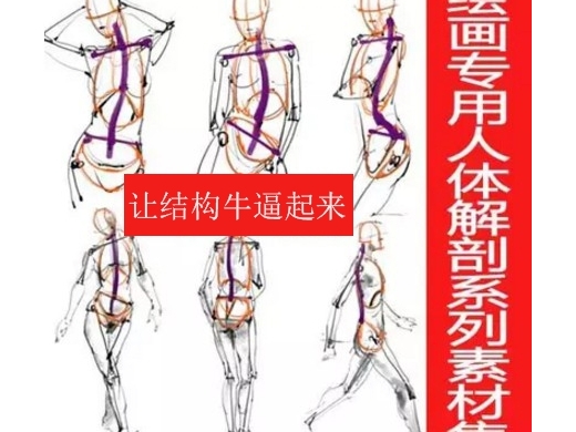 绘画专用人体结构解剖系列素材集[535P] 动漫画基础临摹手绘素材