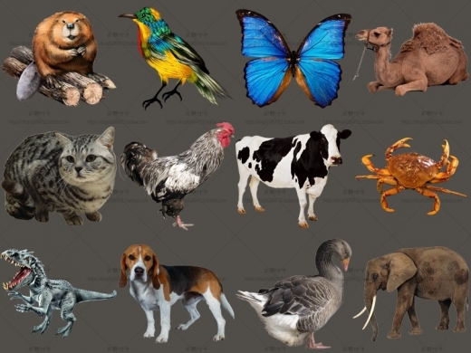 高清PNG免抠图集1000张 动物 动漫CG 平面广告PS合成设计素材